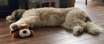 reviewer image of dog laying with stuffed dog toy