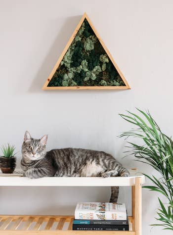 the triangle moss frame hanging above a table with a cat on it