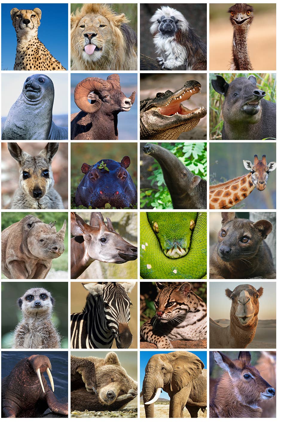 If You Correctly Identify All 24 Of These Animals, You Must've Been Cheating If You Correctly Identify All 24 Of These Animals, You Must've Been Cheating