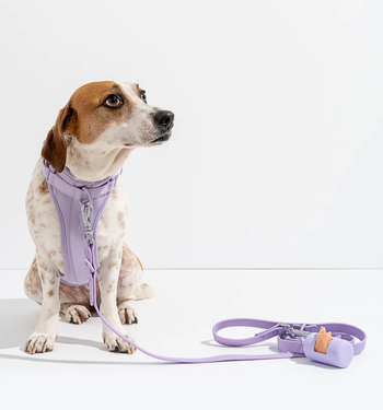 beagle wearing harness and leash in lilac