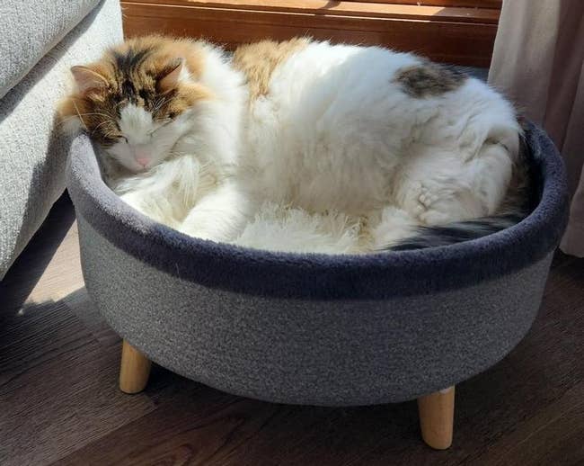 Fluffy cat sleeping curled up in a round, plush pet bed with wooden legs by a window