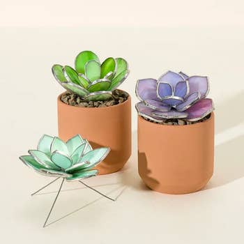 The three stained glass succulent plants, two in pots one not