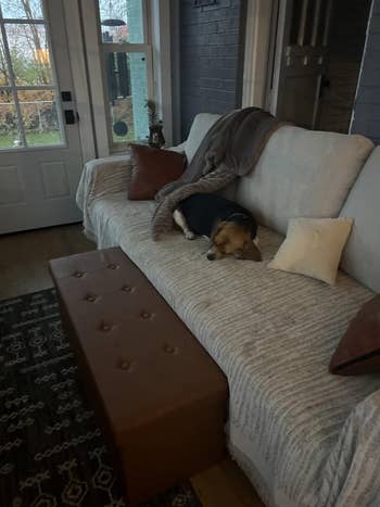 Dog sleeping on a couch in a cozy living room with pillows and a throw blanket