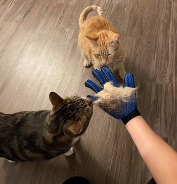 reviewer holding hand out in front of cats while wearing the blue glove full of hair