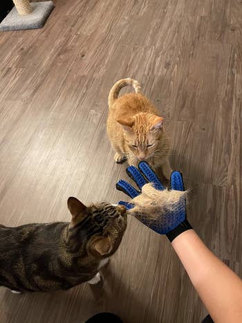 reviewer holding hand out in front of cats while wearing the blue glove full of hair