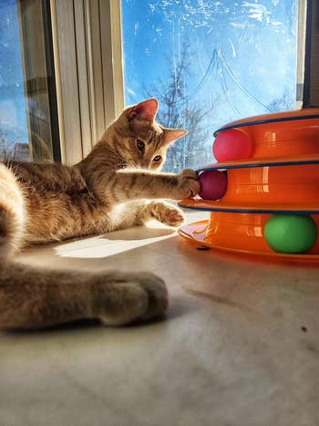 reviewer's orange cat batting at the ball tower