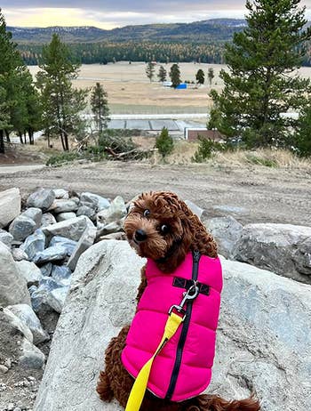 a dog outside wearing the pink insulated vest