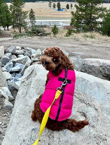 a dog outside wearing the pink insulated vest