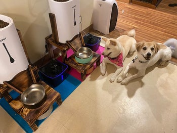 Reviewer image of two dogs laying down next to two of the products elevated on wooden stands