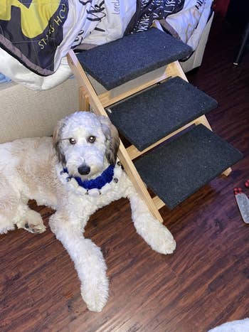 Reviewer image of wood and carpeted three-step dog stair in front of bed next to white fluffy dog