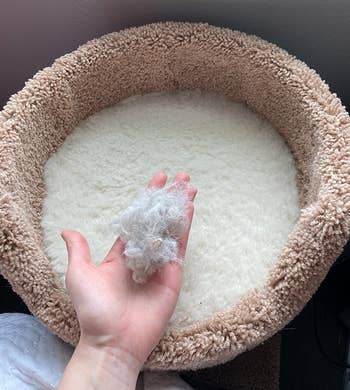 a manus holding a wad of fur removed from their cat's bed