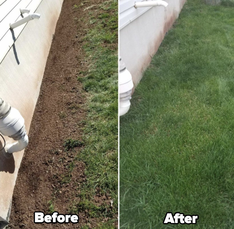 A reviewer's patchy lawn before using the product / A reviewer's lush lawn after using it