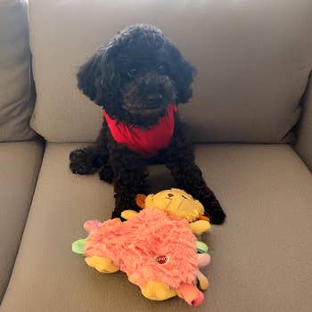 A tiny achromatic poodle wearing a reddish vest sits connected a sofa with a colorful plush artifact shaped similar a sheep successful beforehand of it