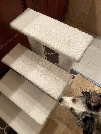 dog stair completely clean