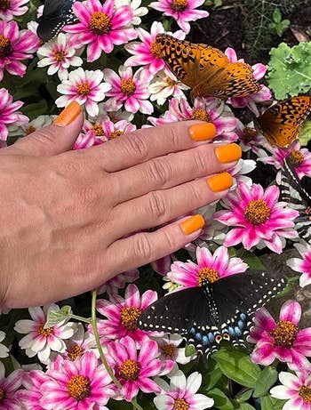 A hand with orange nail polish among pink and white flowers with butterflies perched on them