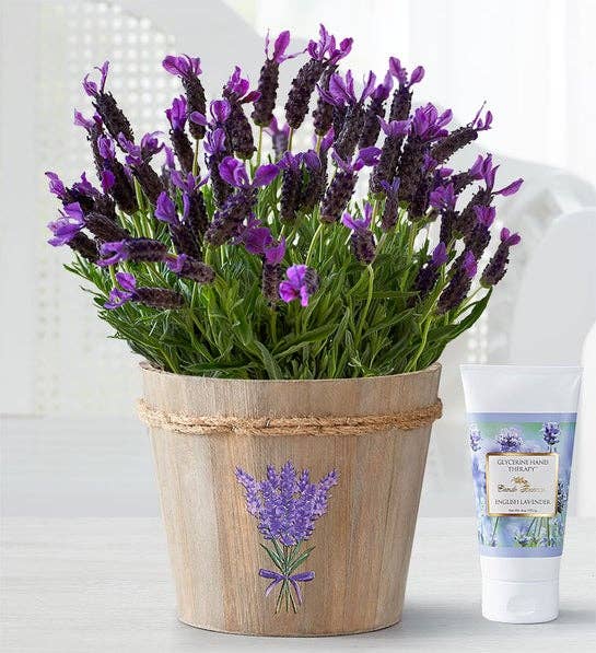 Potted lavender plant with a tube of lavender hand cream beside it