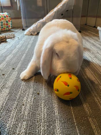 Reviewer's rabbit playing with ball