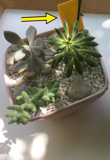 Reviewer image of the sticky trap placed in a mini succulent garden pot
