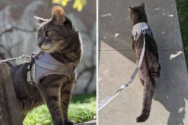 Reviewer image of gray spotted cat with gray harness clipped onto back and matching leash attached to back metal loop, reviewer's cat walking with product on outside