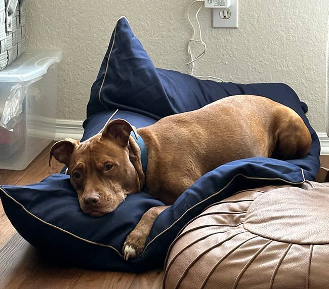 Dog relaxing on an oversized cushion