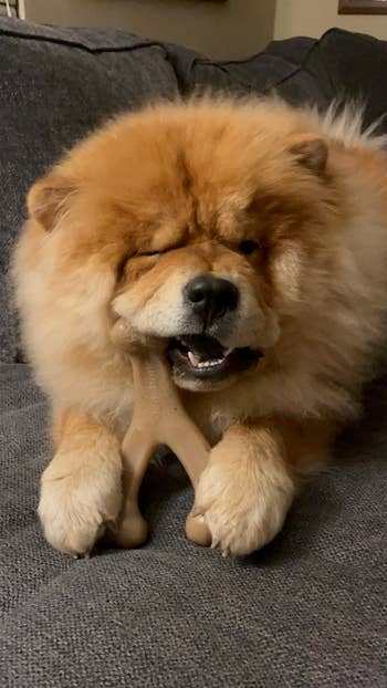 Chow Chow dog chewing on a wishbone  chew toy indoors