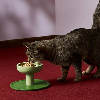Tabby feline  eating from an elevated greenish  favored  vessel  connected  a carpeted floor