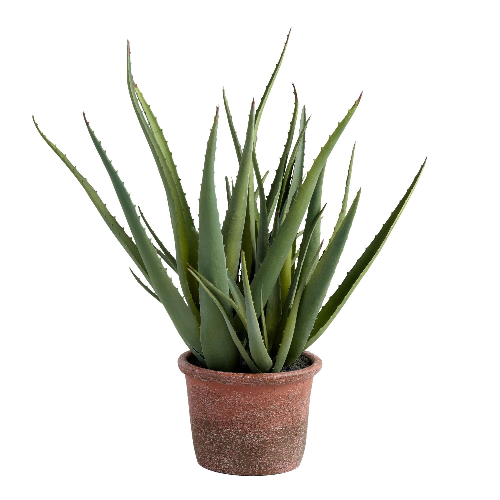 Fake green aloe plant inside antique terracotta pot on a white background