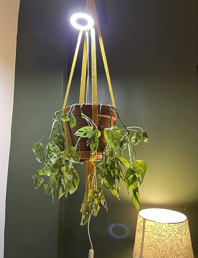 A reviewer photo of the halo light propped over a hanging plant 