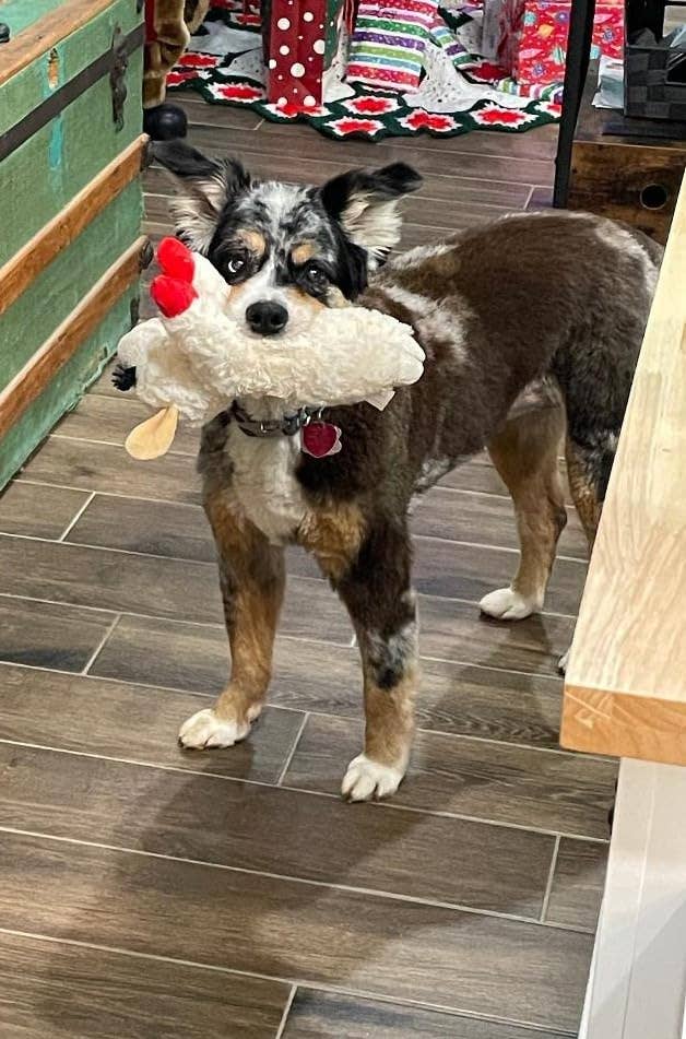 Dog holds a plush artifact  chickenhearted  successful  its mouth, lasting  connected  woody  flooring wrong  a cozy setting, surrounded by woody  furniture