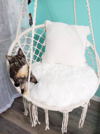another reviewer's white chair with fluffy pillows and their cat on it