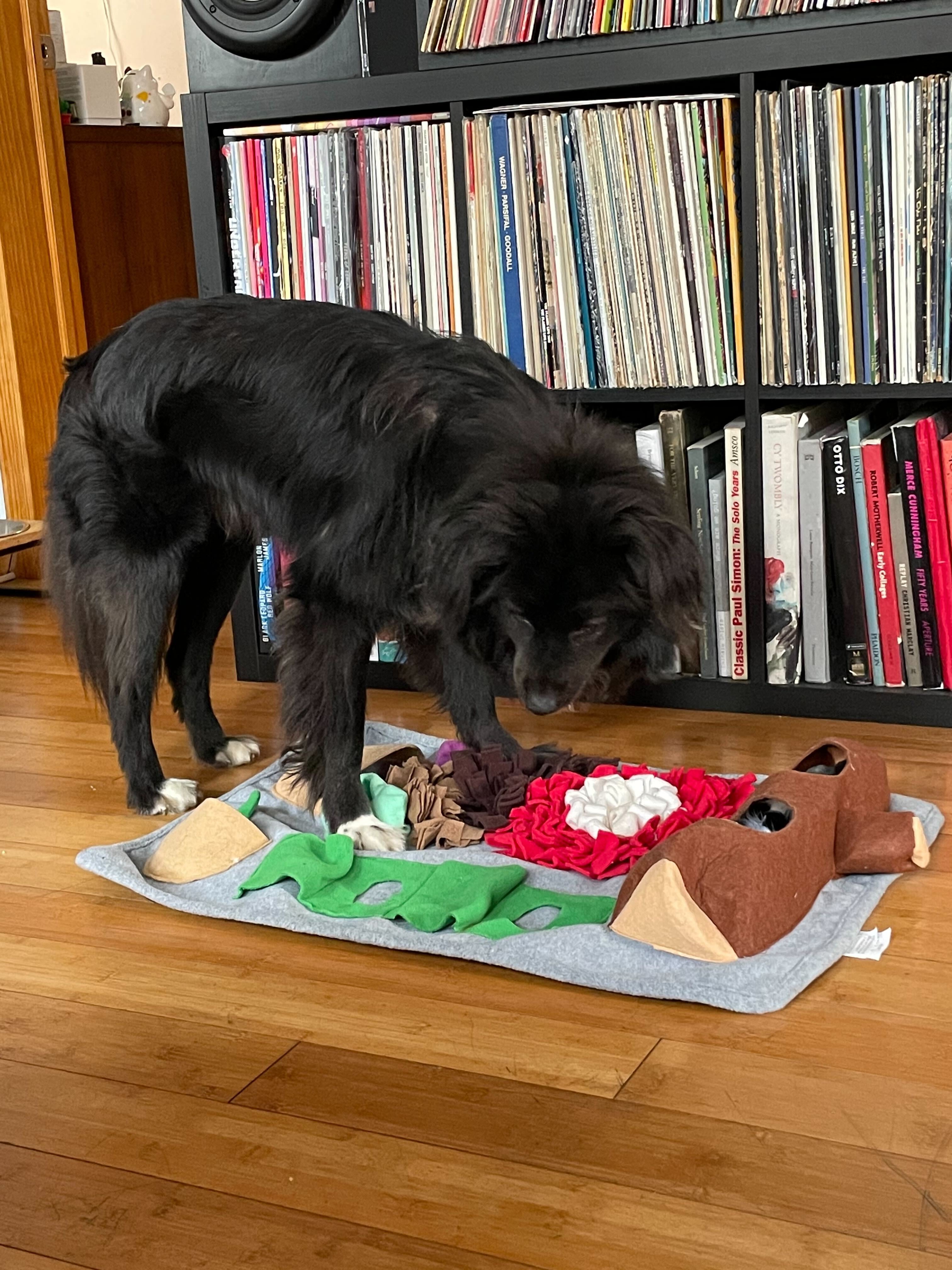 my dog explores felt mat with cloth log, flower, and other shapes with places to hide treats