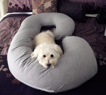 Reviewer image of a dog laying in the gray Snoogle pregnancy pillow
