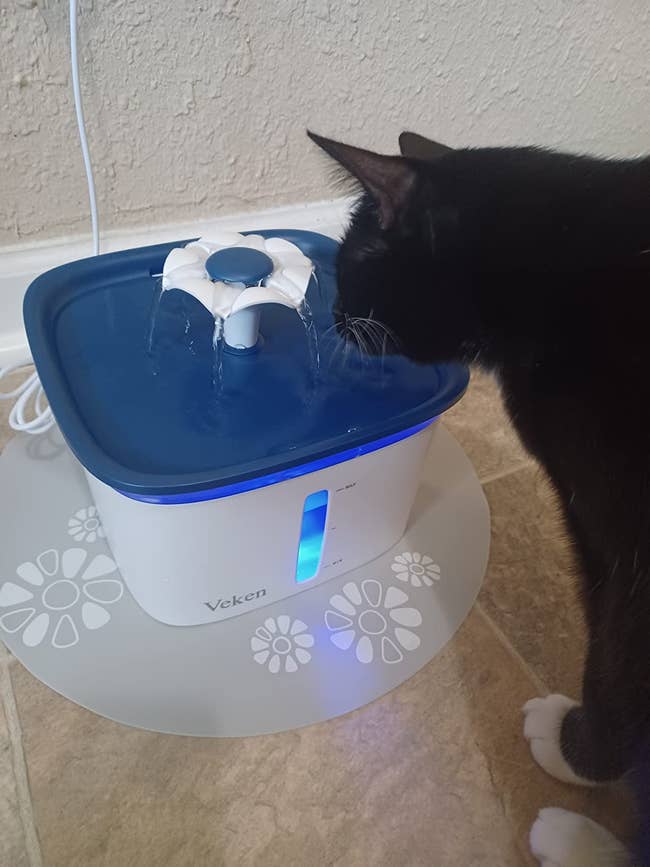 reviewer's cat drinking from the water fountain