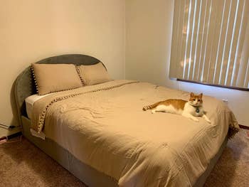 reviewer photo of gray bed with cat on it