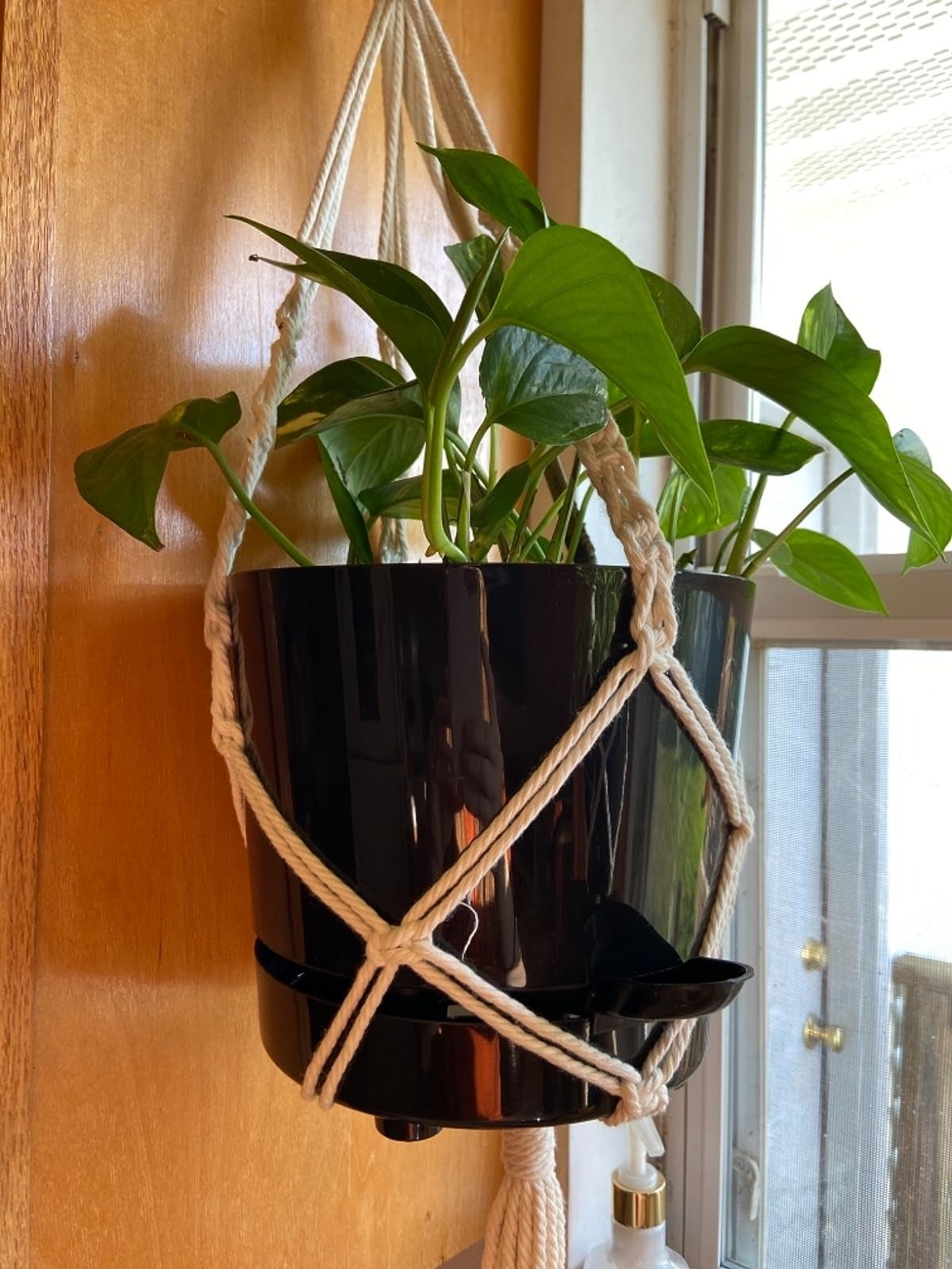 reviewer image of a hanging self-watering planter