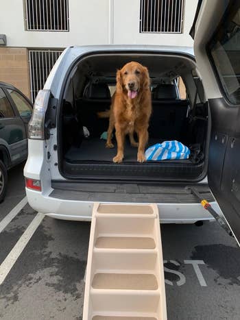 Golden Retriever sitting in the trunk of an open van after using the stairs to get in