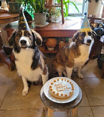 reviewer's two dogs wearing party hats sit by a 'Happy Birthday' frosted cake on a table