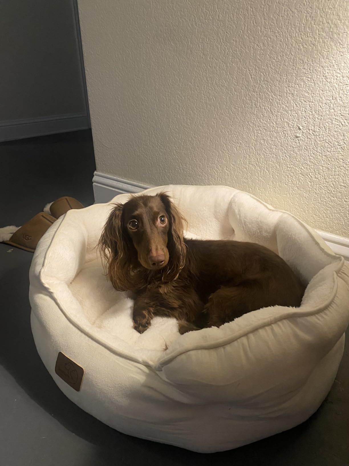 Dachshund resting in a plush pet bed near casual boots, promoting cozy pet essentials for home