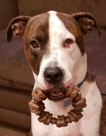 reviewer's dog with the brown ring toy in its mouth