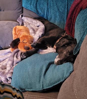 Reviewer's anxious older canine  sleeping peacefully with their snuggle puppy