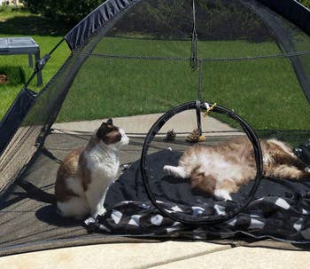 another reviewer's two cats in the tent outside in the yard