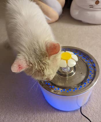 A reviewer's cat drinking from the fountain