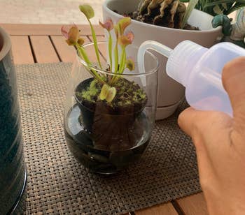 Reviewer using small bottle with long spout to water smaller plants