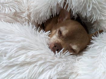A small dog nestled and peeking out from a fluffy white blanket