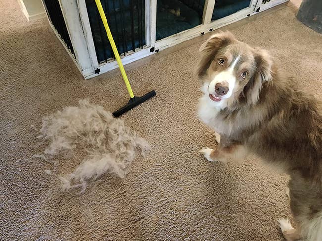 reviewer image of a dog sitting on carpet next to a mound of fur swept up the the rubber broom