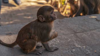 Here Are 13 Baby Animals That You Can Virtually Pet, If That's The Kind Of Thing You Need Right Now Here Are 13 Baby Animals That You Can Virtually Pet, If That's The Kind Of Thing You Need Right Now