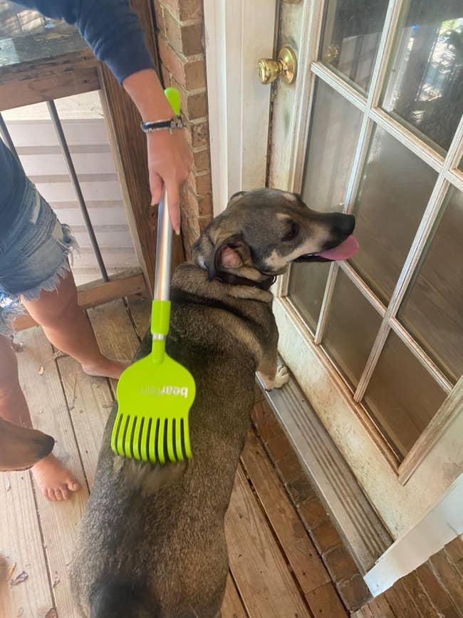 Person brushing a happy dog with a green grooming tool on a porch