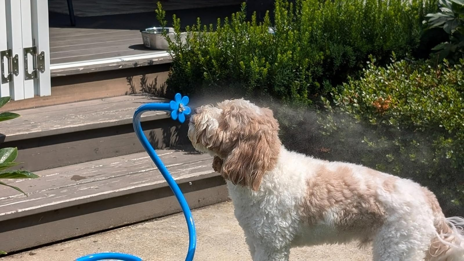 Anjing menikmati kabut yang menyegarkan dari sprinkler berbentuk bunga biru dalam pengaturan taman