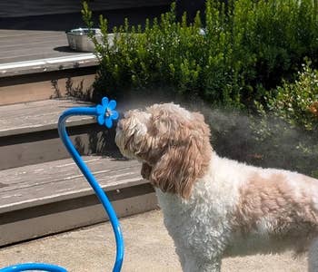 Anjing menikmati kabut yang menyegarkan dari sprinkler berbentuk bunga biru dalam pengaturan taman