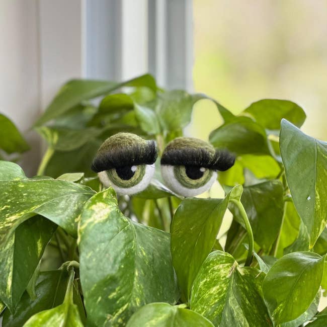 Googly eyes with eyelashes added to a leafy houseplant, creating a playful, humorous face-like quality for a location decoration article